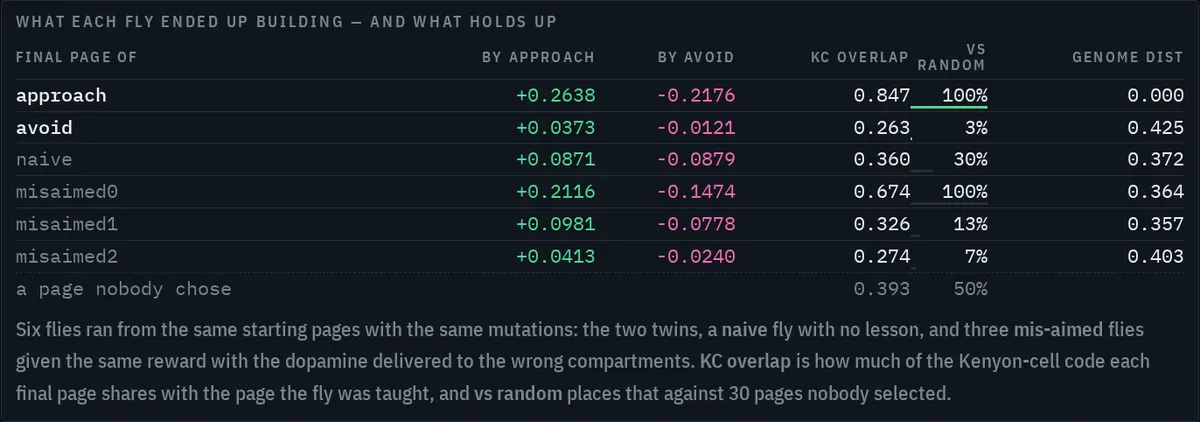 The results table from fly.ammoura.me: rows for the approach fly, avoid fly, naive fly and three mis-aimed flies, with columns for preference by approach, by avoid, Kenyon-cell overlap, percentile against random pages, and genome distance. The approach fly's page reads +0.2638 and 0.847 overlap at the 100th percentile; the avoid fly's reads 0.263 overlap at the 3rd percentile.
