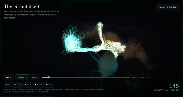 A recording of the circuit view on fly.ammoura.me turning. Reconstructed neuron skeletons in cyan, orange, yellow and violet against black rotate through a full sweep, showing the calyx where the Kenyon cells collect their input and the lobes where their output neurons sit. A counter in the corner reads the Kenyon cells lit for the page the fly is looking at, between about 145 and 175 of 2,045.